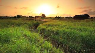 Download lagu Beautiful Sunrise & The Flowers | NO COPYRIGHT VIDEO | NATURE #short #shortvideo #subscribe mp3 Download lagu Beautiful Sunrise & The Flowers | NO COPYRIGHT VIDEO | NATURE #short #shortvideo #subscribe mp3