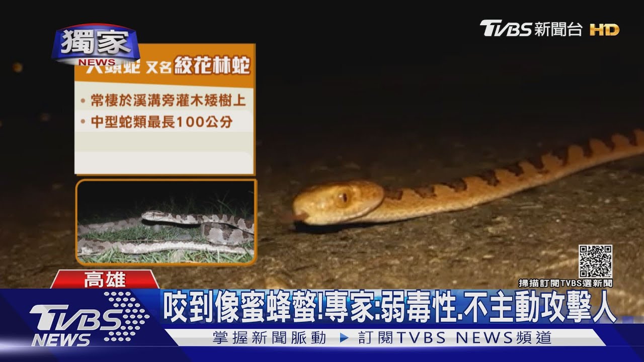 全裸遇見蛇! 半開放溫泉遊客驚見大頭蛇