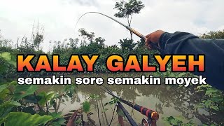 Download lagu MANCING NUTUL DI KALI GALEH RAWAPENING AMBARAWA , PANEN IKAN NILA DAN WADER IJO !!! mp3 Download lagu MANCING NUTUL DI KALI GALEH RAWAPENING AMBARAWA , PANEN IKAN NILA DAN WADER IJO !!! mp3