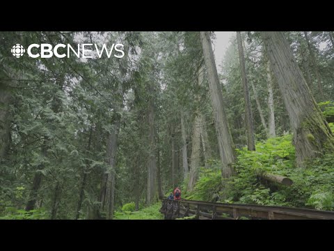 New interpretive centre to welcome visitors to Ancient Forest Provincial Park