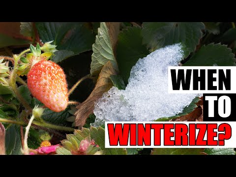 How To Grow Strawberries From Runners Tips and Tricks 2019