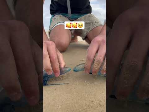 Man O Wars kissing ☺️😍🥰 #beach #beachlife #ohio #wedding #love #cute