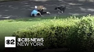 Video shows dogs attacking jogger, 2 others in Long Island neighborhood