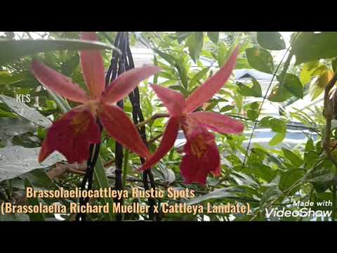 Brassolaeliocattleya Rustic Spots (Brassolaelia Richard Mueller x Cattleya Landate)