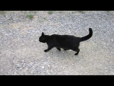 Walking with Josette - June 10, 2018