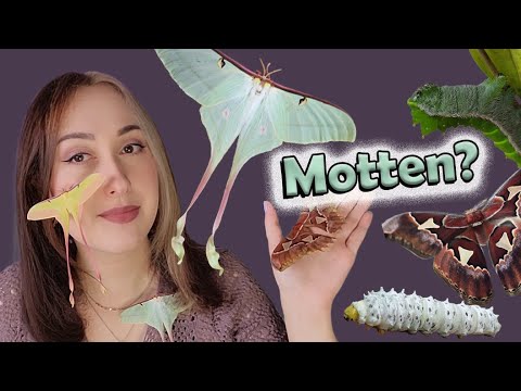 Motten als Haustiere? ☽🦋☾  Mein Hobby
