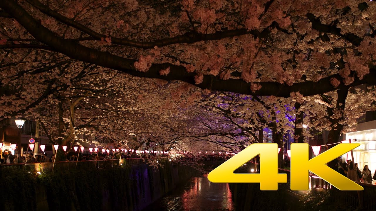 Tokyo Nakameguro Cherry Blossom by Night