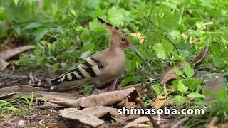 クリスマスにヤツガシラ登場(動画あり)