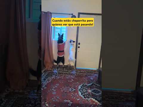 Funny dogs #dogs #perros #funny