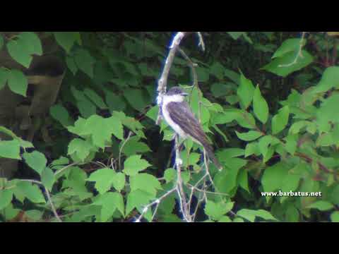 Tirano migrador ( Tyrannus tyrannus ) Eastern Kingbird