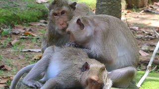 Mama April Stormy Elsa Sit Remove lice for Her Bb after Rest on Stone  Oct 26,2025/Vs.5k695. Ambers