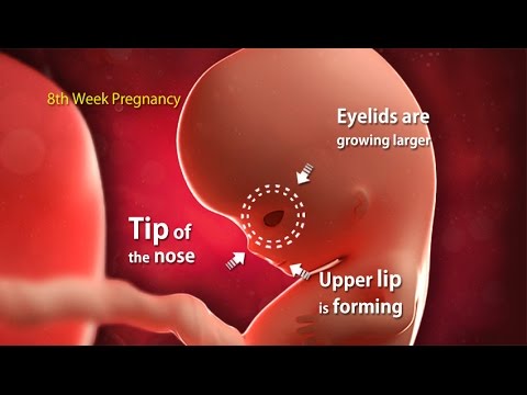 8 Weeks Pregnant: What's Happening in Week 8 of Your Pregnancy?