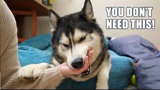 Talking Husky Does Everything WRONG & Tries To EAT Me!