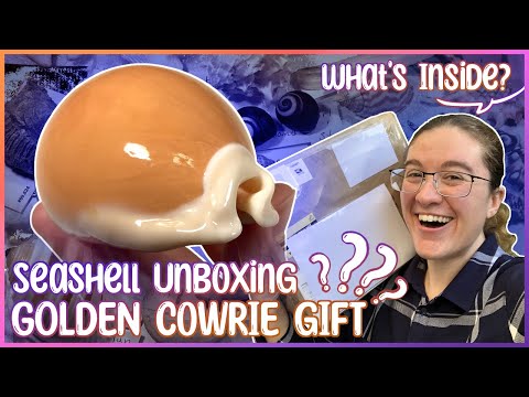 Let's Unbox! I Was Sent a Rare Golden Cowrie as a Gift [Unboxing Seashells]