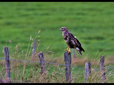 UK wildlife Photography | A Feeding Buzzard on a Golf Course