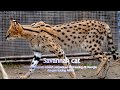 SINGA KAWIN SAMA HARIMAU
