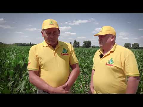 5 Элемент Обработка кукурузы