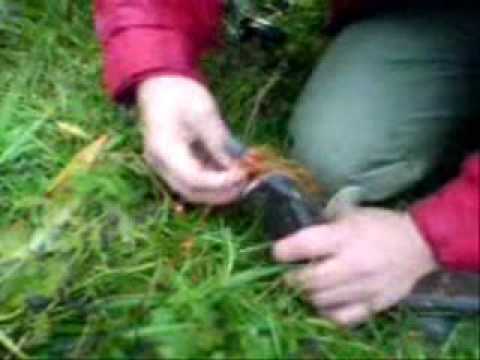 Mala mladica na cofa.WMV