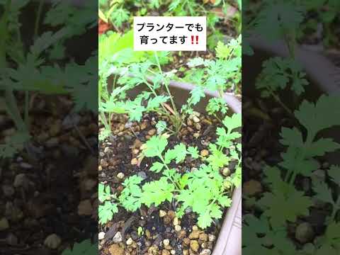 よもぎ (植物)について詳しく解説