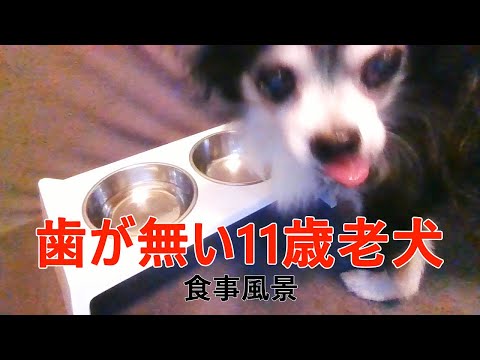 歯のない犬用の食事
