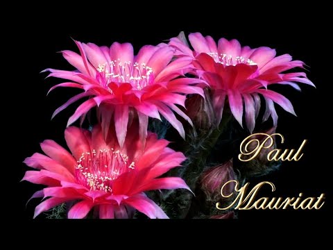 ❤️ Paul Mauriat - Toccata (flower dance) ❤️ Поль Мориа - Токката (танец цветов) ❤️