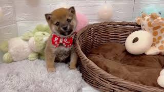 柴犬の動画01