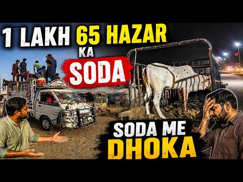 Sunday Night 🚨 Northern Bypass Mandi Soda Me Dhoka 😡 | Cow Mandi 2026 