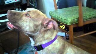 Marge's Duet with Harry Bacharach - Cleveland APL adoptee in her new home Day 2