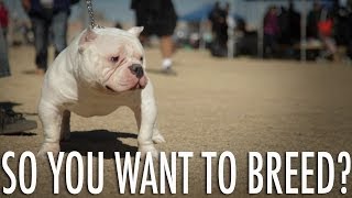 SO YOU WANT TO BREED DOGS?