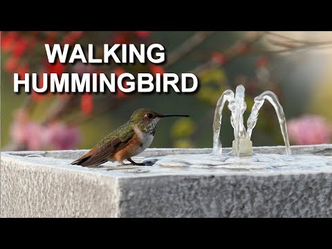 Rare Footage of a Walking Hummingbird