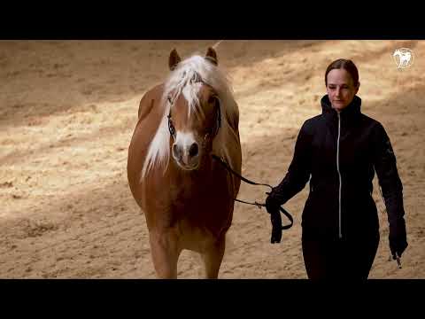 Haflingerwallach SASSARI Auktion 01.05.2025 Haflinger Gestüt Meura