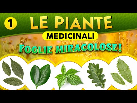 Medicinal Plants (PART 1): Miracle Leaves! ► Episode 110