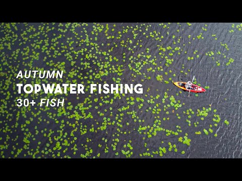 Autumn TOPWATER Fishing on a Remote BOG LAKE For PIKE and PERCH #lurefishing #fishing #topwater