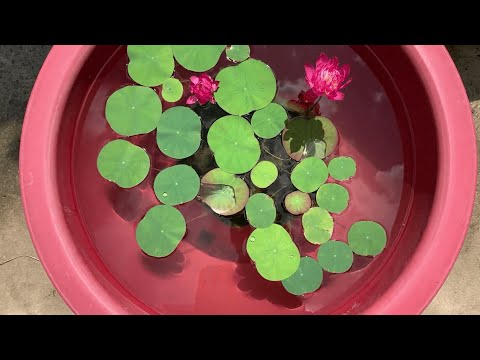 蓮花種植水深