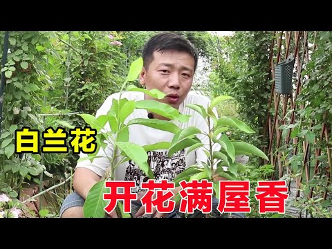 種玉蘭花好嗎