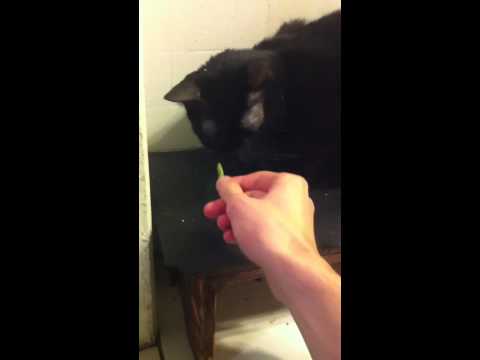 Cats Eating Green Beans