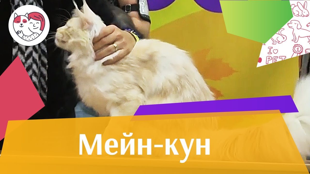 Мейн кун Темперамент на ilikepet