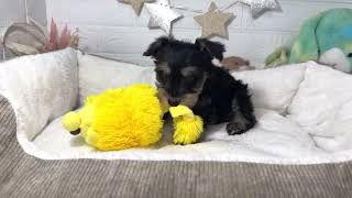 ミニチュアシュナウザーの動画01