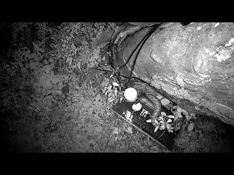 Djuma: Snake-Southern African Python on the light below cam - 00:01 - 03/24/2023