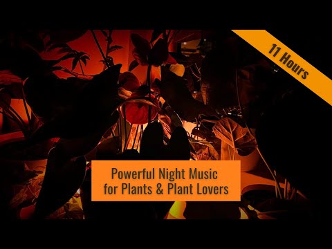 Very Powerful Music for Plants & Humans 🌱 Relaxing Plant Growth Music During the Night
