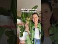 She’s crusty but has a lot of life left to give! #birdofparadise #birdofparadiseplant #planthelp