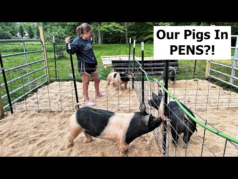, title : 'Pastured Pigs In PENS? Why? (We HAD To) Simple Pig Pen Set-Up'