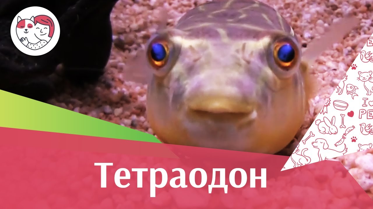 Тетраодон АкваЛого на ilikePet