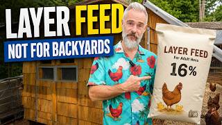 Why Layer Feed Isn’t Best for Backyard Chickens
