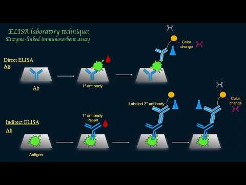 ELISA (Enzyme-linked Immunosorbent Assay) Schematically