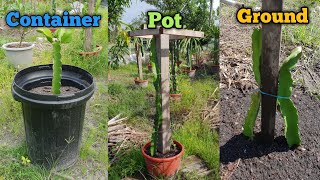 How to plant dragon fruit at home / how to grow dragon fruit at home from cutting