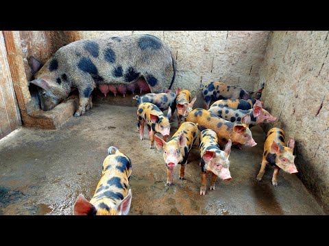 , title : 'Criação de Porcos do Maurício 🐷🐖'