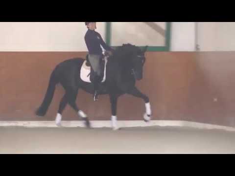 Dressurpferd zu verkaufen / Dressage horse for sale – SL Sporthorses - Depeche Mode