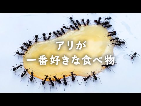 , title : '【検証】アリに人気の食べ物選手権【比較】'