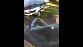 Sparkey loves the vacuum